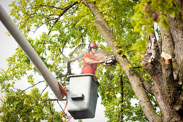 Tree Root Removal in Collinsville, VA